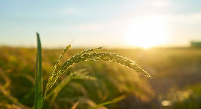 Una de las principales aceleradoras foodtech proyecta invertir en Uruguay: sus planes en el país