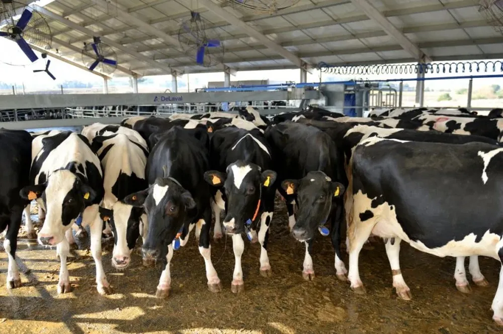 Los tambos aumentaron su producción en octubre