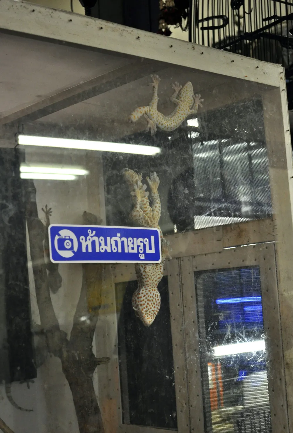 Los reptiles son los animales más ofertados en el mercado de Chatuchak de Bangkok debido a la facilidad de transporte en este comercio ilegal de animales