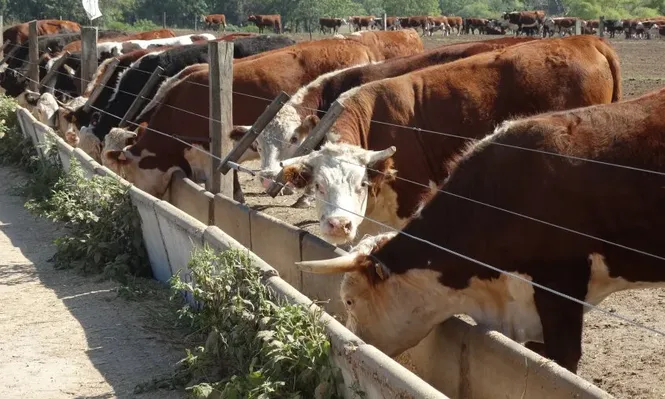 La estacionalidad del ciclo ganadero está cambiando