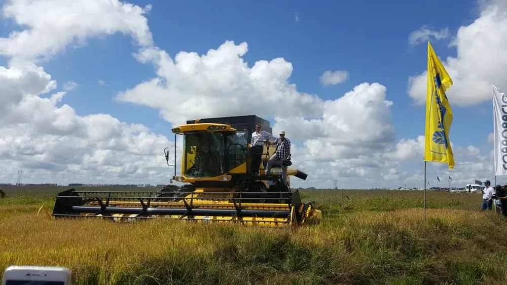 Enzo Benech y Alfredo Lago realizaron la primera trilla de arroz en la actual campaña.