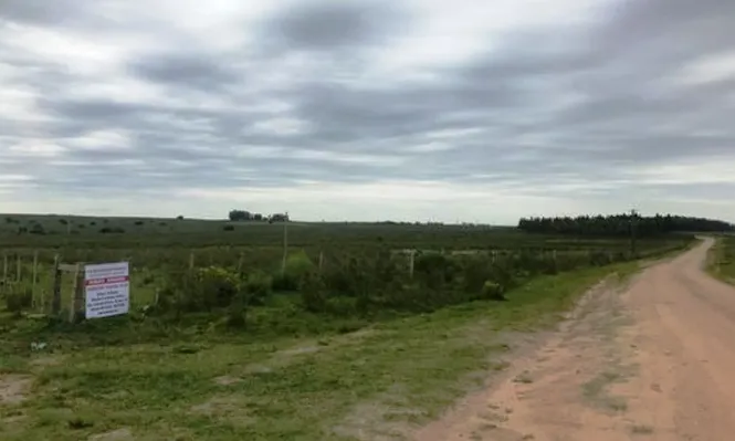 Rematarán cuatro fracciones de campo en Rivera