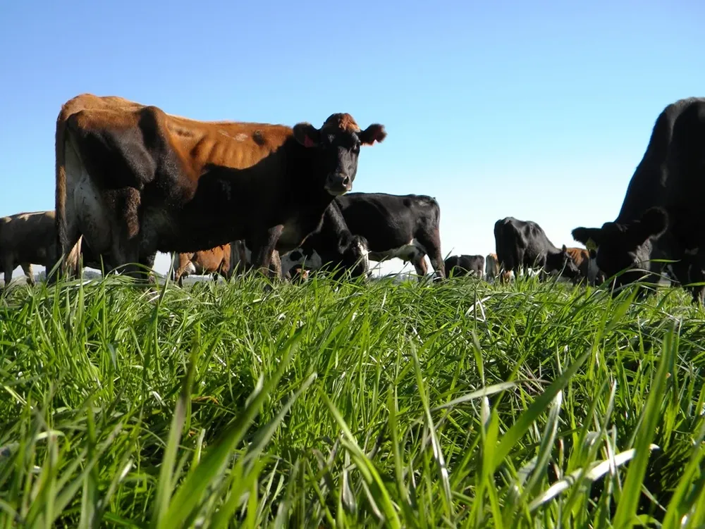 Preocupación por aumento de casos de muertes por intoxicación con base en consumo de pasturas no adecuadas.