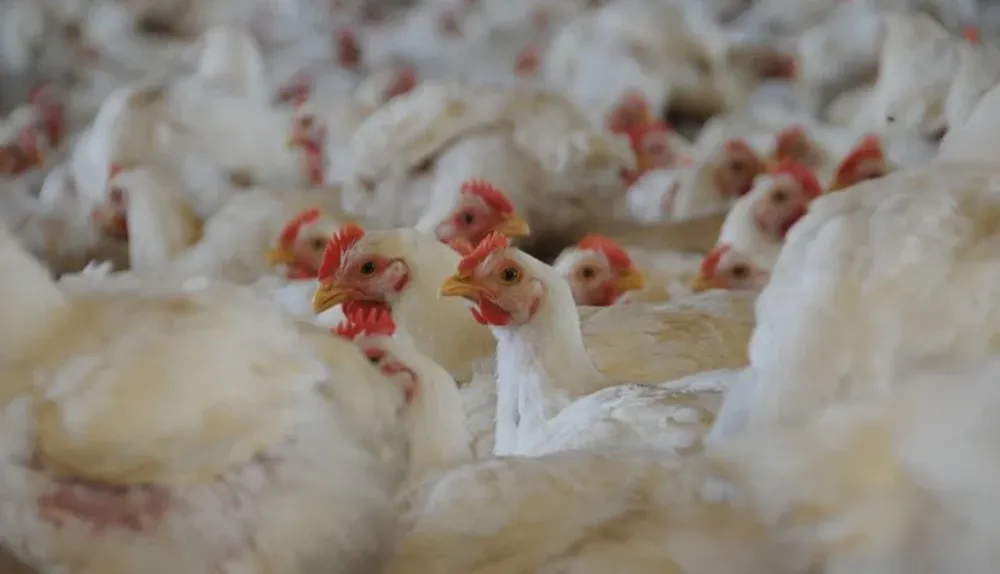 La gripe aviar deja grandes pérdidas económicas en el sector avícola.