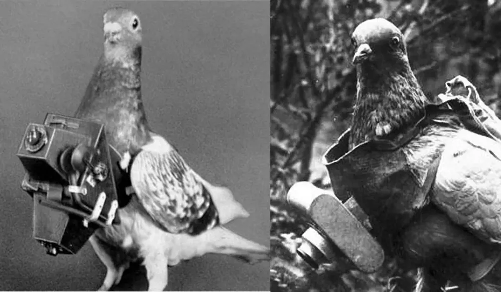 El artefacto pesaba apenas 70 gramos, lo que permitía montarla con un arnés en el pecho de las palomas mensajeras sin dificultarles el vuelo