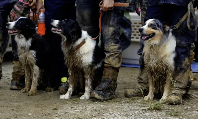 Los perros rastreadores que ayudan en la búsqueda de las personas desaparecidas, presumiblemente sepultadas por el derrumbe.