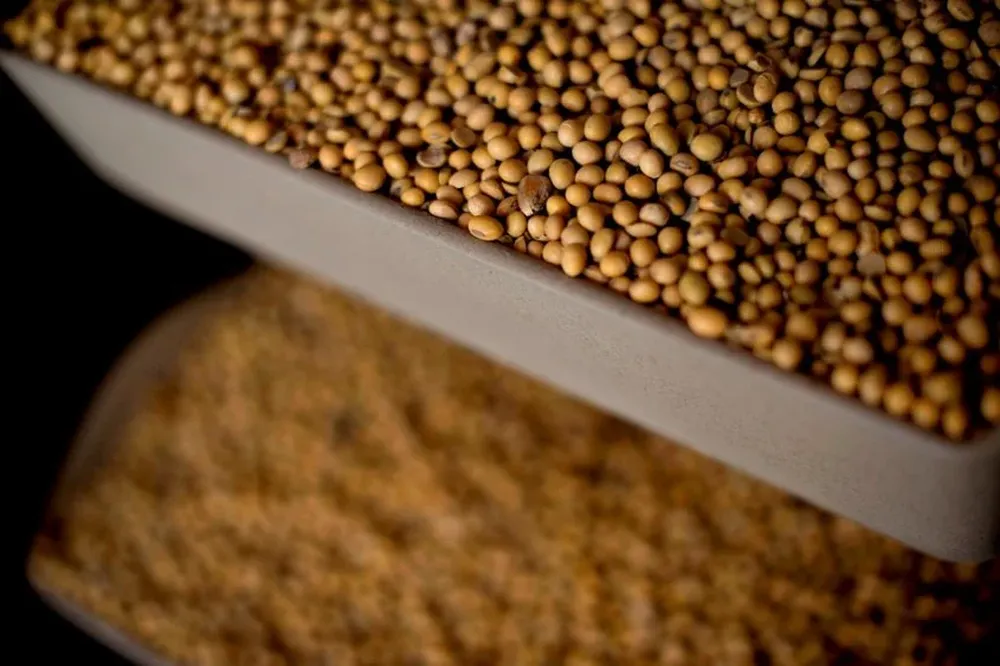 La producción de soja sigue en alza