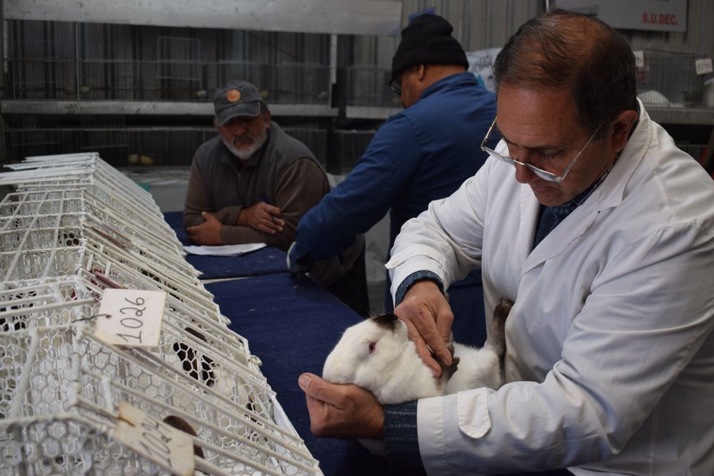 Conejos en la Expo Rural del Prado: casi 200 ejemplares fueron evaluados por el jurado argentino.