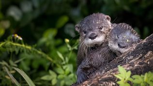 Los expertos están de acuerdo en que proteger la biodiversidad del planeta es una herramienta fundamental para combatir el cambio climático