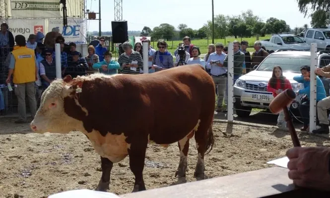 Unos prevén un ajuste de precios a la baja en los toros, otros esperan una zafra normal de negocios