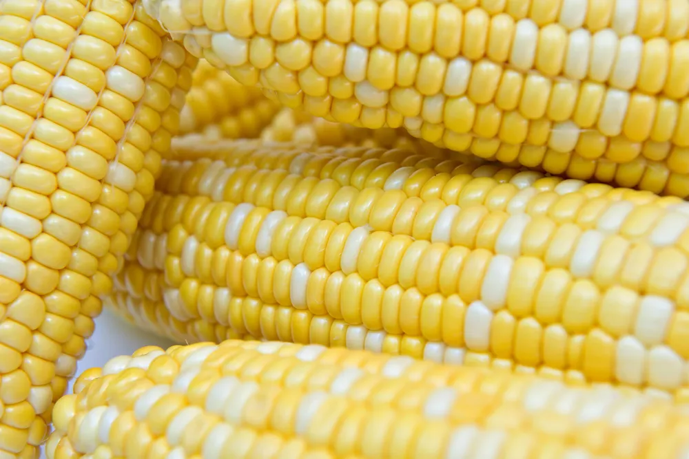Los cereales empujaron el índice FAO hacia abajo