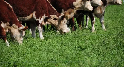 La industria intenta que el precio del kilo de novillo no supere los US$ 3,80
