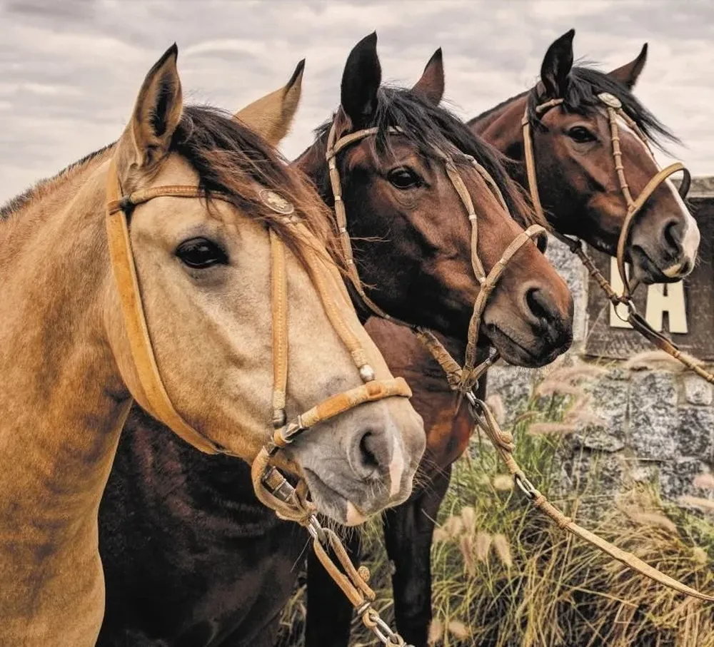 Zambrano & Cía rematará de forma virtual.