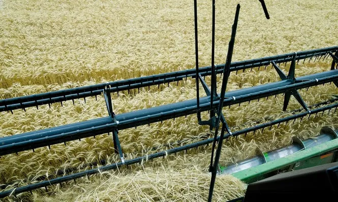 Luego de una zafra en la que repuntó, el trigo todavía genera incertidumbres para la próxima