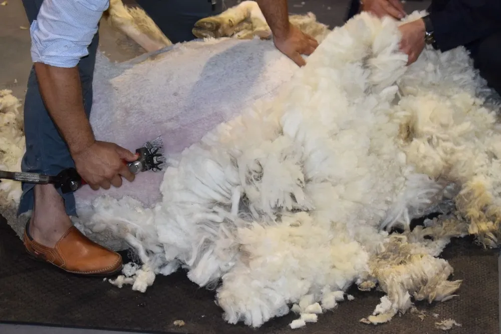 Lanas de la raza Ideal.