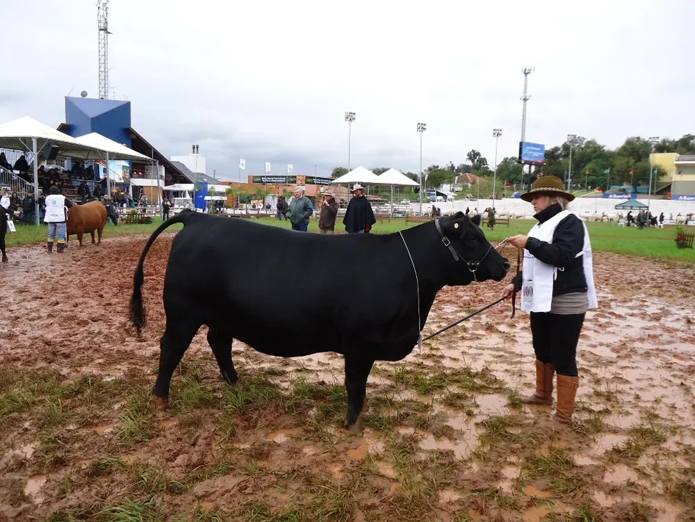 Mariel Romero, de Cambá Pytá, con una de sus reproductoras en la pista de la Expointer