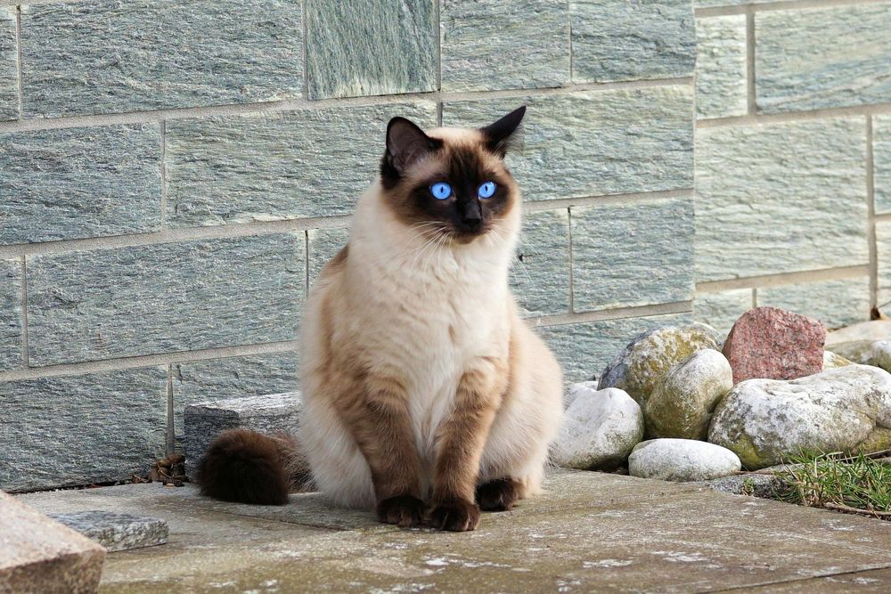 Los ojos de los gatos pueden ser verdes, azules, ámbar y más. &nbsp;