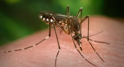 El mosquito Aedes aegypti transmite puede transmitir el dengue, chikungunya, zika y fiebre amarilla.
