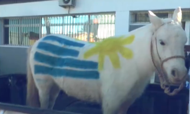 Un hombre fue a votar acompañado de una poni pintada con la bandera uruguaya