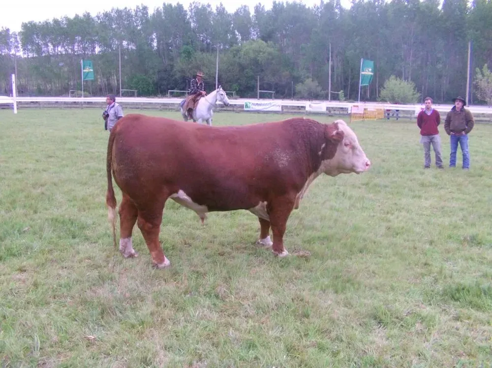 El toro Copa de Honor expuesto por cabaña Valle Chico, de Bonomi Hnos