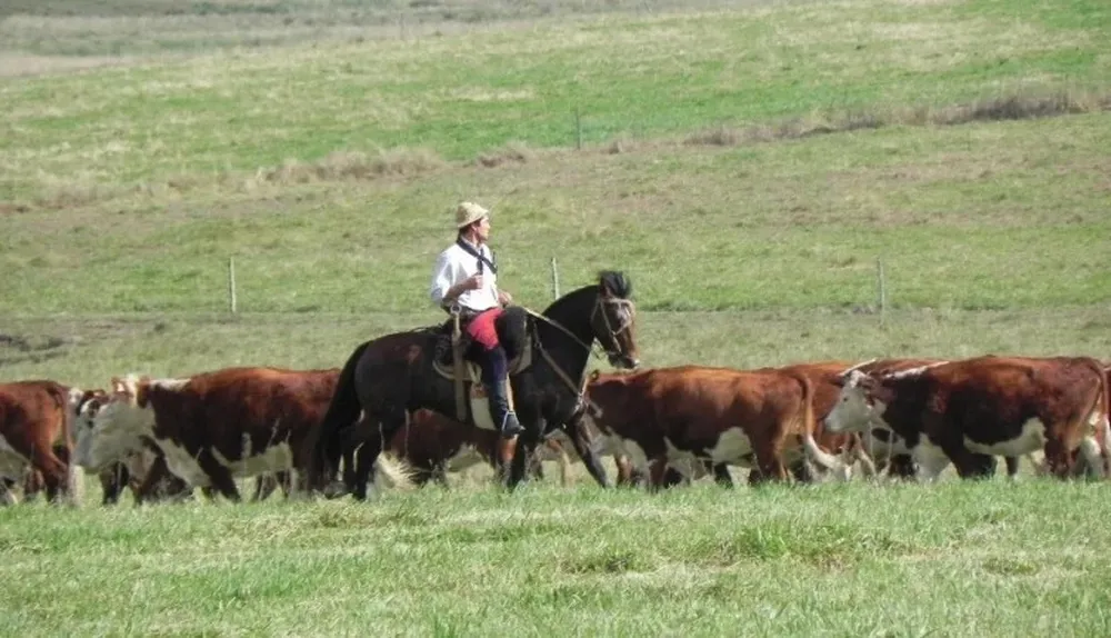 Los productores deben bajar las cargas de los potreros