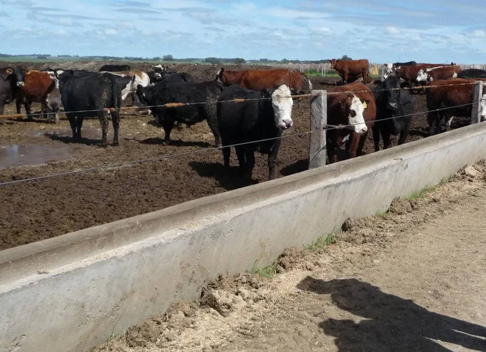 El corral de engorde de la URF funciona desde 2007
