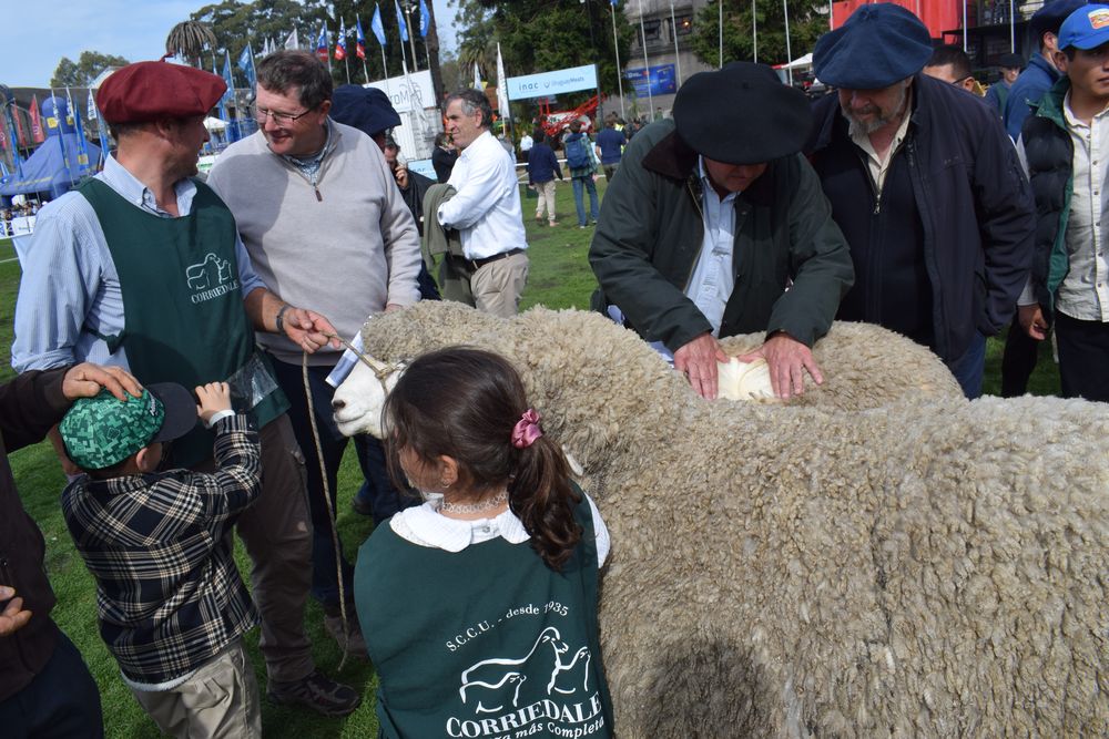 Asistencia importante y variada de razas tradicionales y otras de presencia más reciente en la ovinocultura uruguaya.