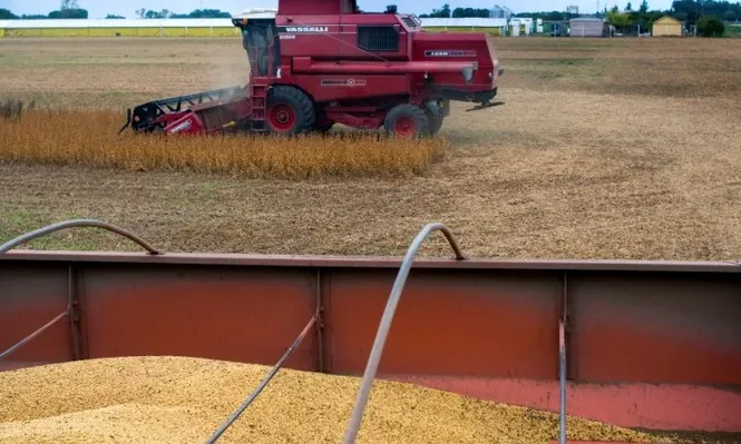 El mundo tendrá cosecha récord de cereales en 2014