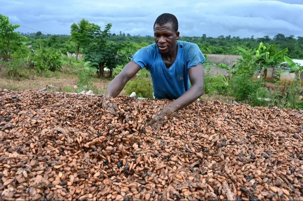 Los analistas calculan que la situación repercutirá en los precios de los chocolates a fines de este año y durante el próximo.
