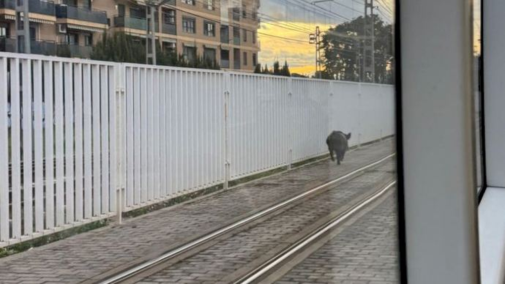 El jabalí corre a los largo de als vías del Metro de Valencia.