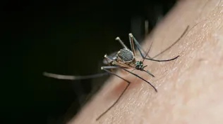 Mosquito, el vector que traslada la enfermedad.