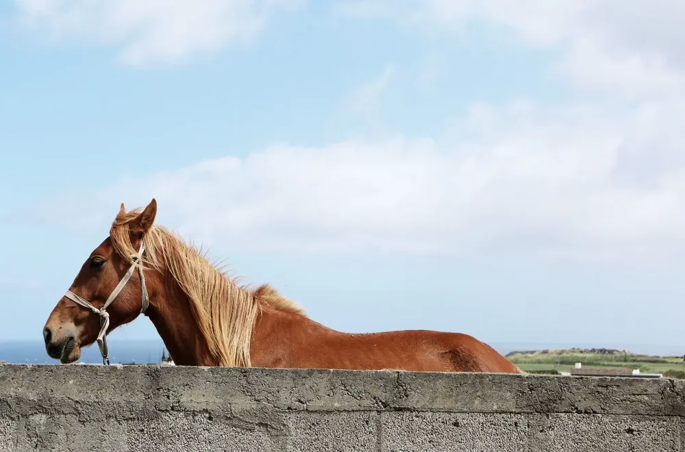 Encefalomielitis: mejoran los indicadores.