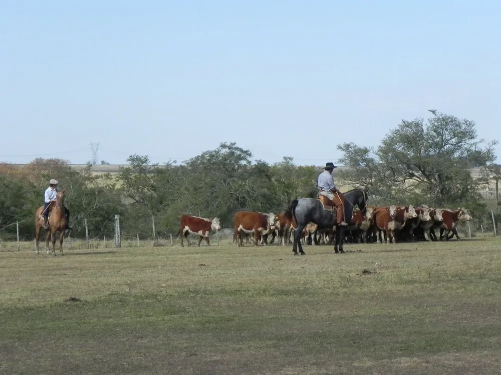 Todos los ganados Hereford exportados a China son certificados por la sociedad de criadores.