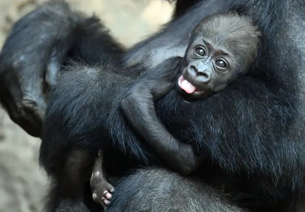 Una mamá gorila sostiene a su bebé en el zoológico en Leipzig, Alemania