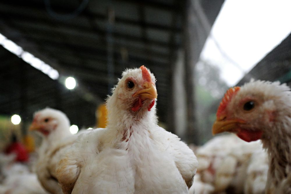 MGAP: informó que el brote de influenza aviar en Argentina involucró casos en gallinas, pavos reales, faisanes y gallinas de Guinea.