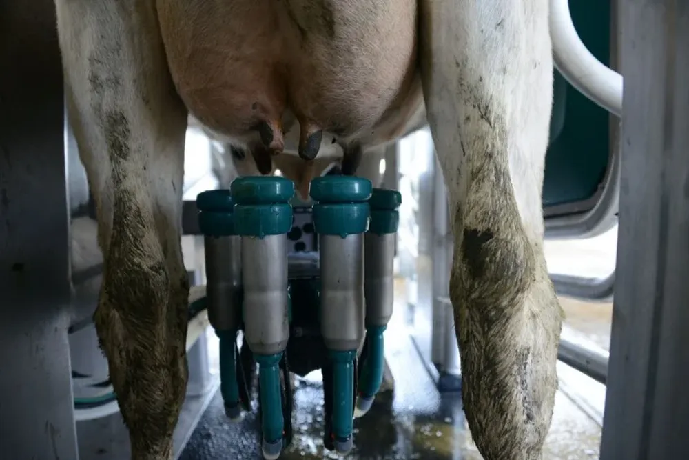 Mejor precio de la leche superó la suba de los costos a noviembre pasado