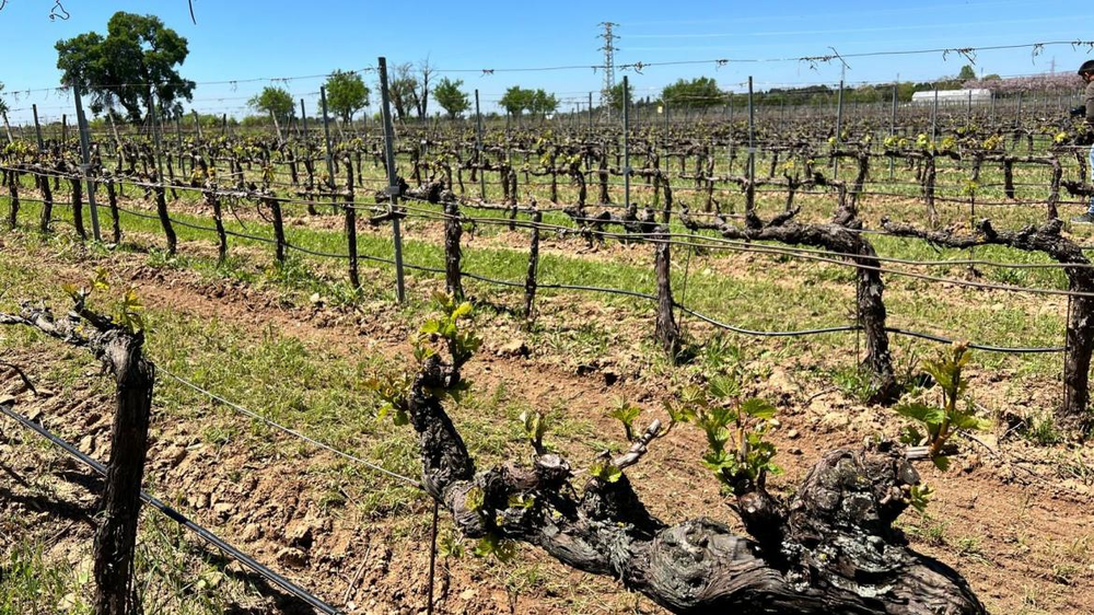 Descubren 95 variedades de vid extintas en Madrid.