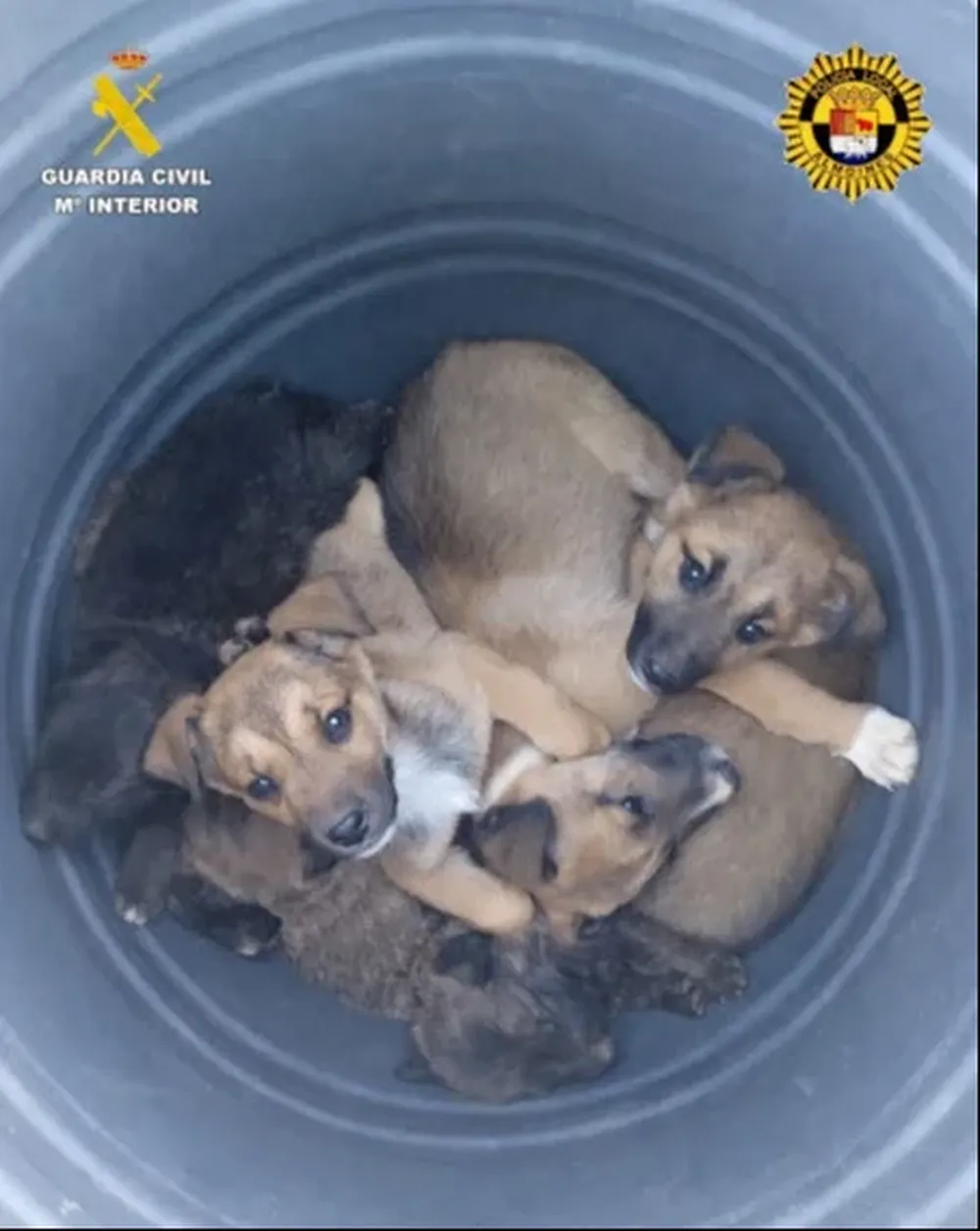 Cachorros abandonados en Almoines
