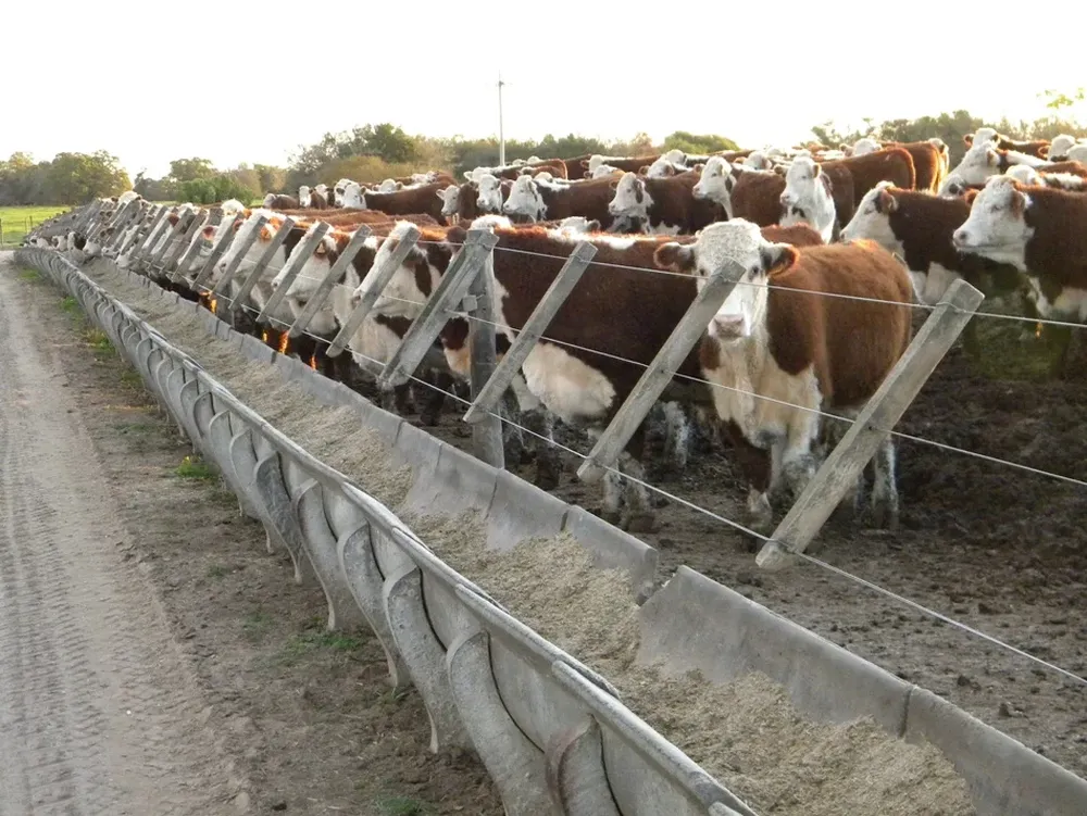 El potencial de terminación a corral supera las 500 mil cabezas