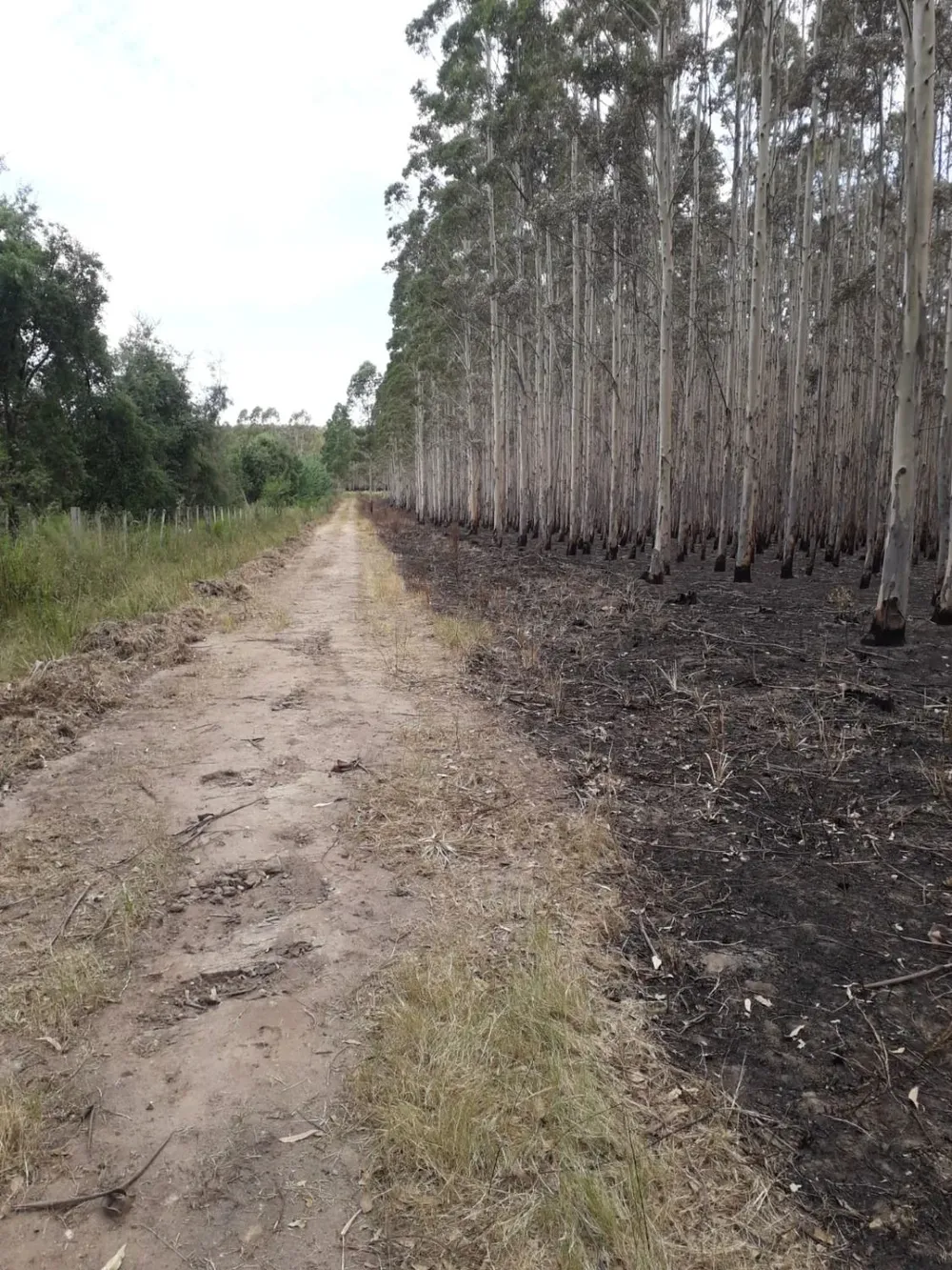 La limpieza se hará primero en las zonas afectadas por el fuego y luego se repetirá en otras partes del país.