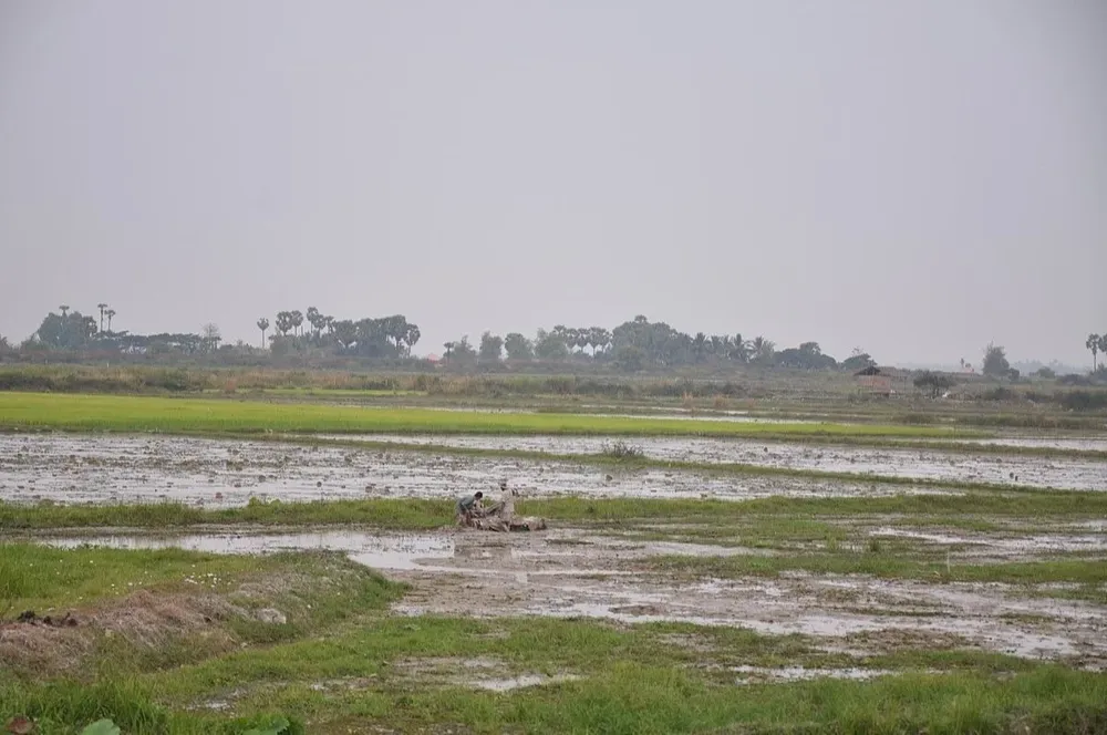 El arroz es el alimento básico para más de 3.000 millones de personas