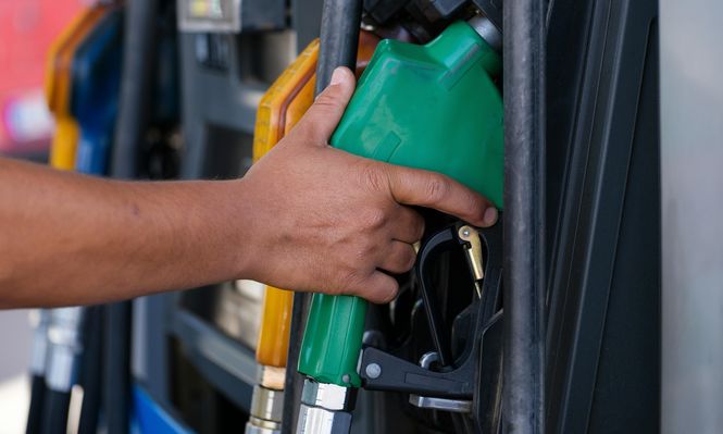 Cultivos como la colza, carinata, camelina y girasol ganan hectáreas y la demanda para uso como combustible es relevante.