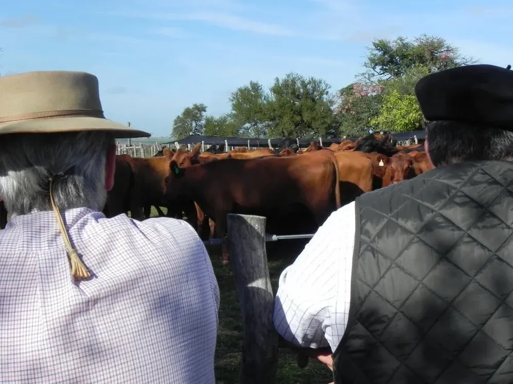 Preocupación en productores ganaderos por paralización de actividades en la industria.