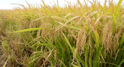 Saman cierra dos plantas en Río Branco y despide 33 trabajadores