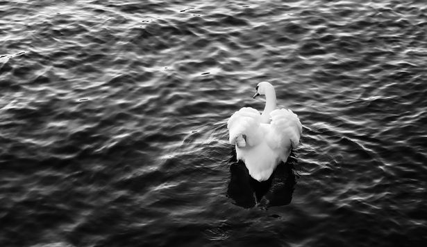 Gripe aviar: murió otro cisne, en Colonia, en instalaciones del INIA.