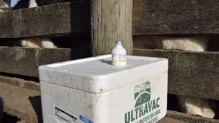 Fiebre aftosa: una campaña sanitaria cuyo éxito depende de esfuerzos del sector público y de los privados.