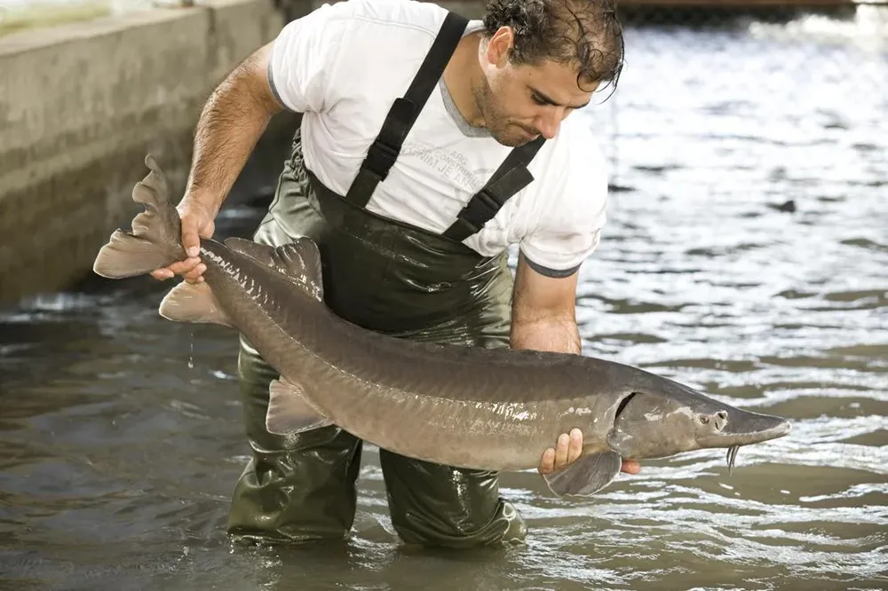 Ejemplar de esturión en las instalaciones de Black River Caviar