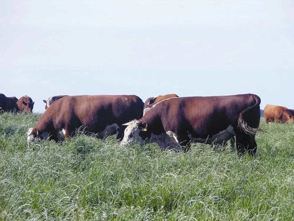 Durazo es el departamento con más focos de brucelosis actualmente.