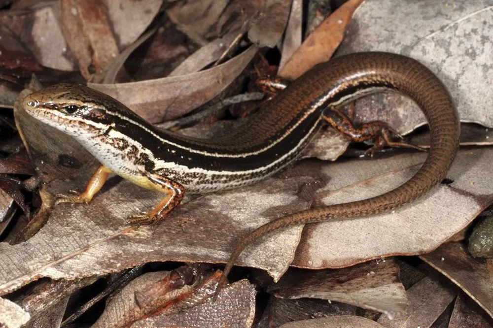 La nueva especie de lagartija bautizada como Ctenotus ora, de seis centímetros de largo, habita solamente las dunas y las Llanuras costeras Swan, situadas al sur de la ciudad de Perth, en Australia