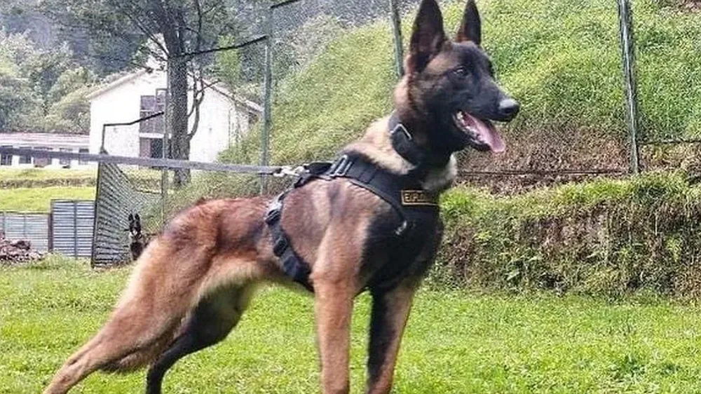 Wilson es halagado como un héroe en Colombia